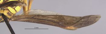 Media type: image;   Entomology 33159 Aspect: Wing front